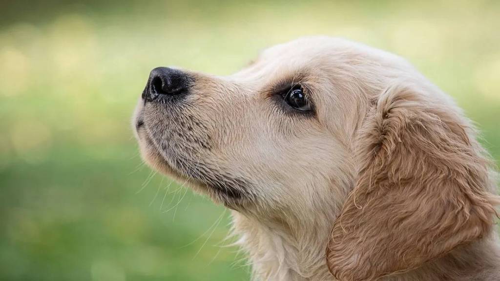 Case registered against person who inhumanly killed dog in Satpur Shramiknagar