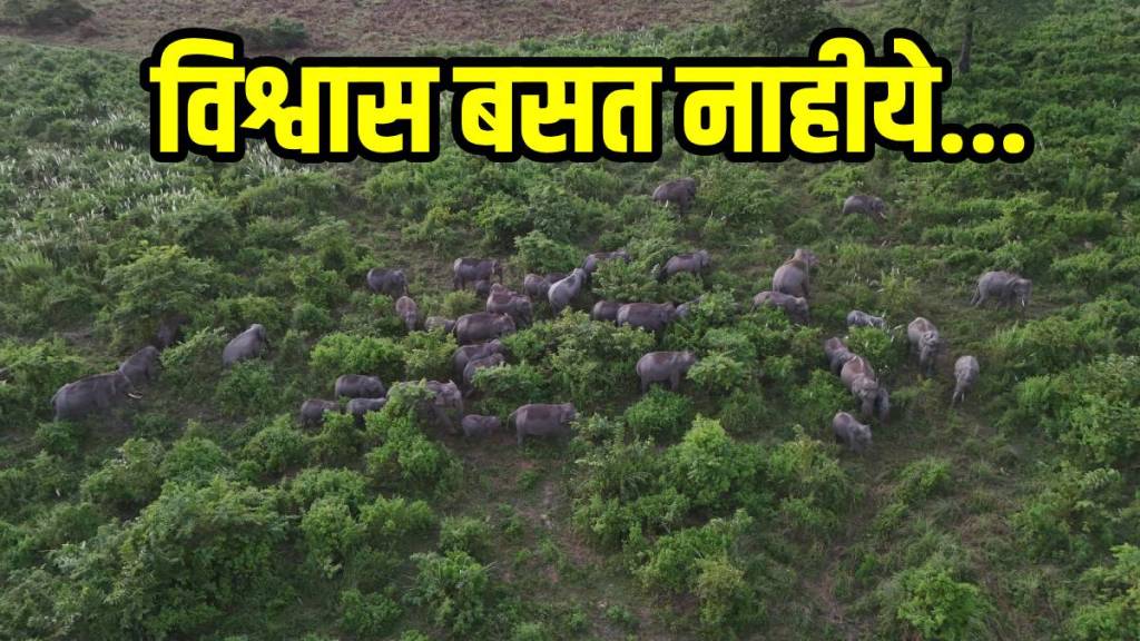 photograph of a herd of over 40 elephants taken during drone