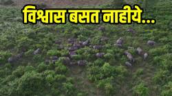 जणू काही डिस्कव्हरी चॅनलचं कव्हरेजचं! हत्तींच्या कळपाचा PHOTO पाहून वनाधिकारी झाले खूश; पाहून तुम्हालाही बसणार नाही विश्वास