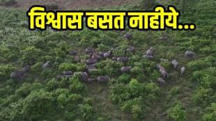 photograph of a herd of over 40 elephants taken during drone