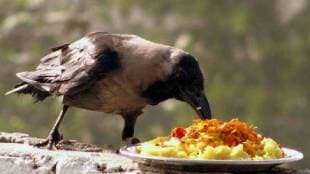 Heavy rains during Pitru Pandharvada crows vanish