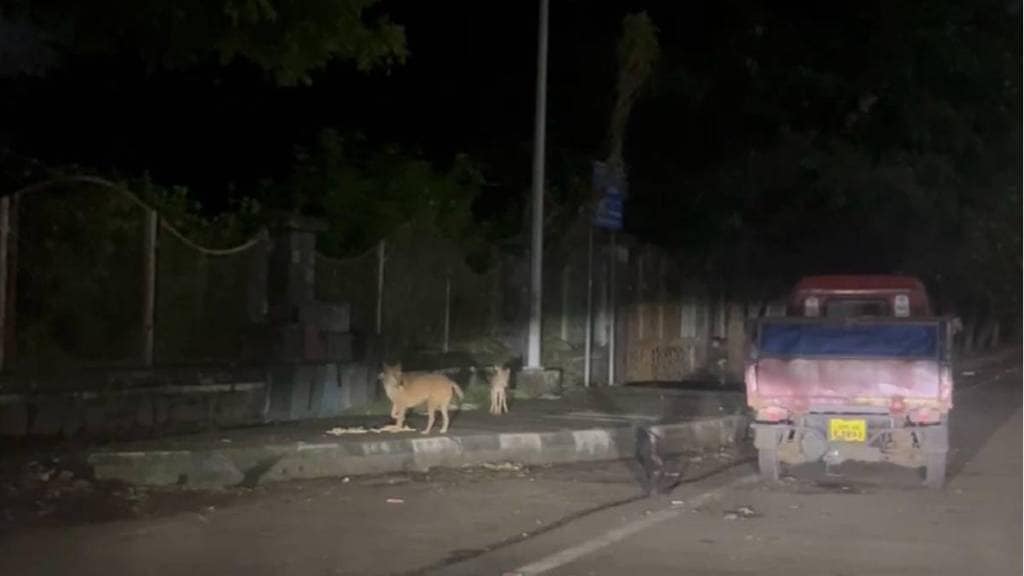 provides food to hungry golden fox in Kharghar panvel