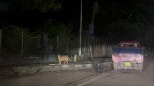 provides food to hungry golden fox in Kharghar panvel