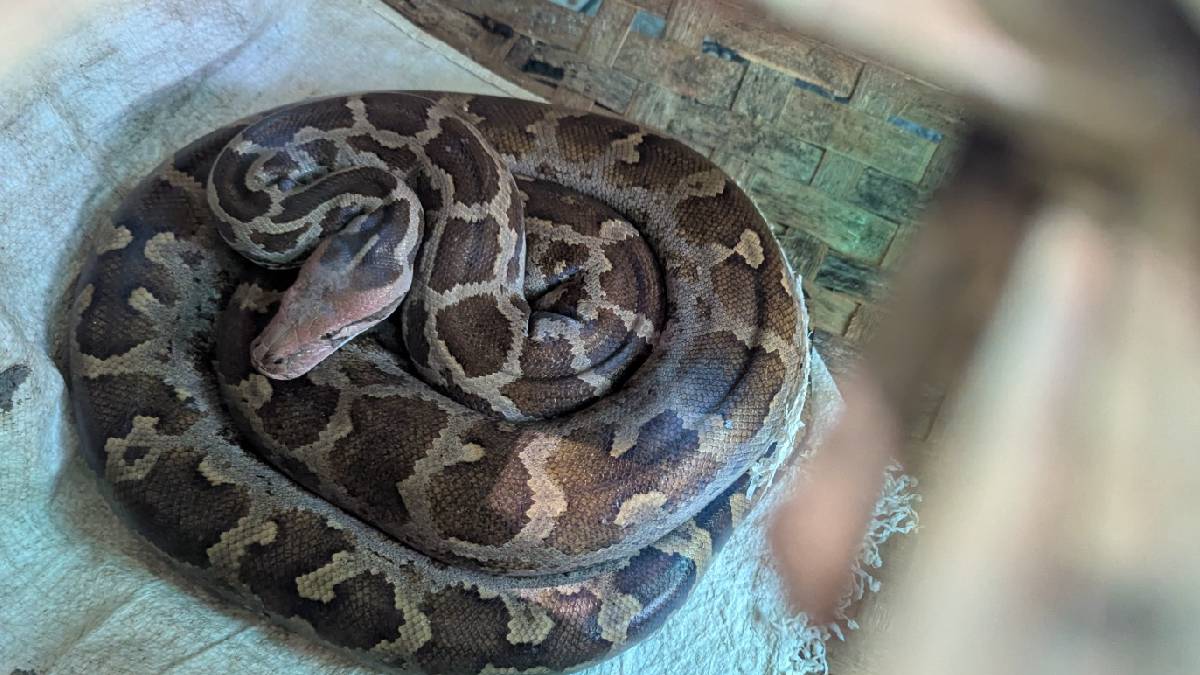 Six foot long python among flock of chickens Chandrapur | कोंबड्यांच्या ...
