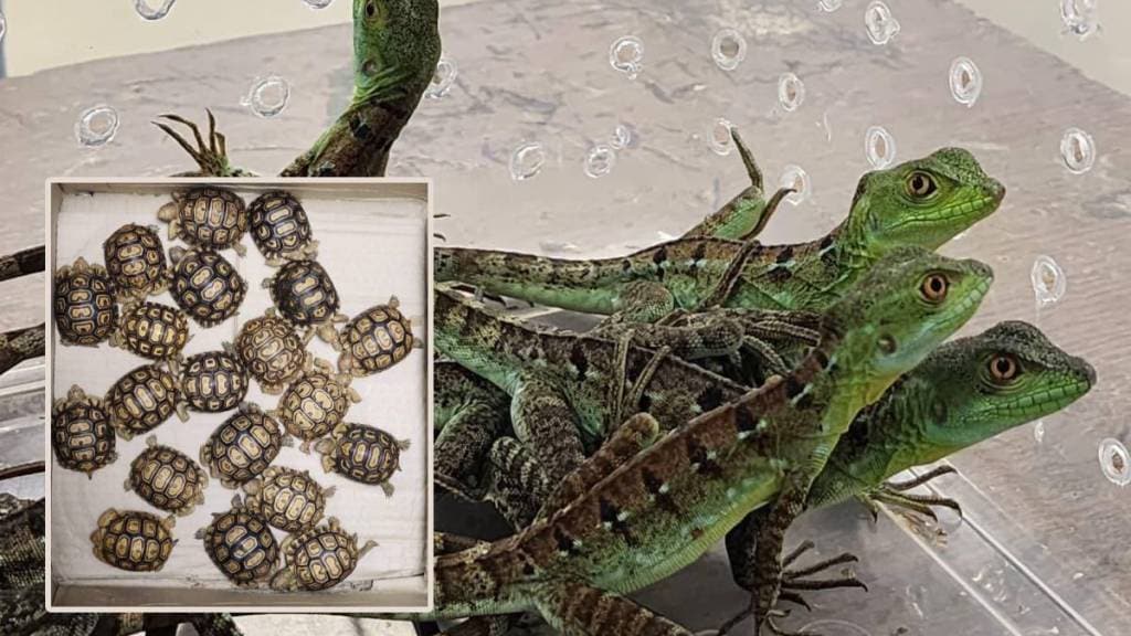 rare animals seized news