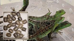 rare animals seized news