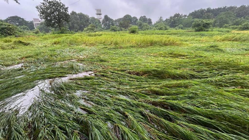 Vasai heavy rain damage rice crop
