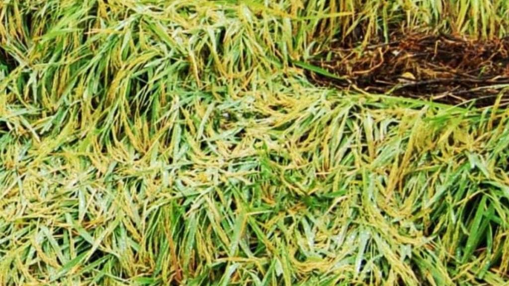 Sindhudurg agriculture news in marathi