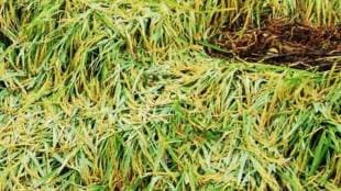 Sindhudurg agriculture news in marathi