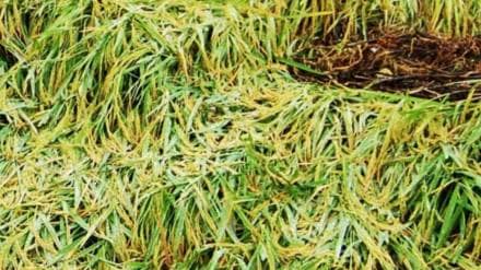 Sindhudurg agriculture news in marathi