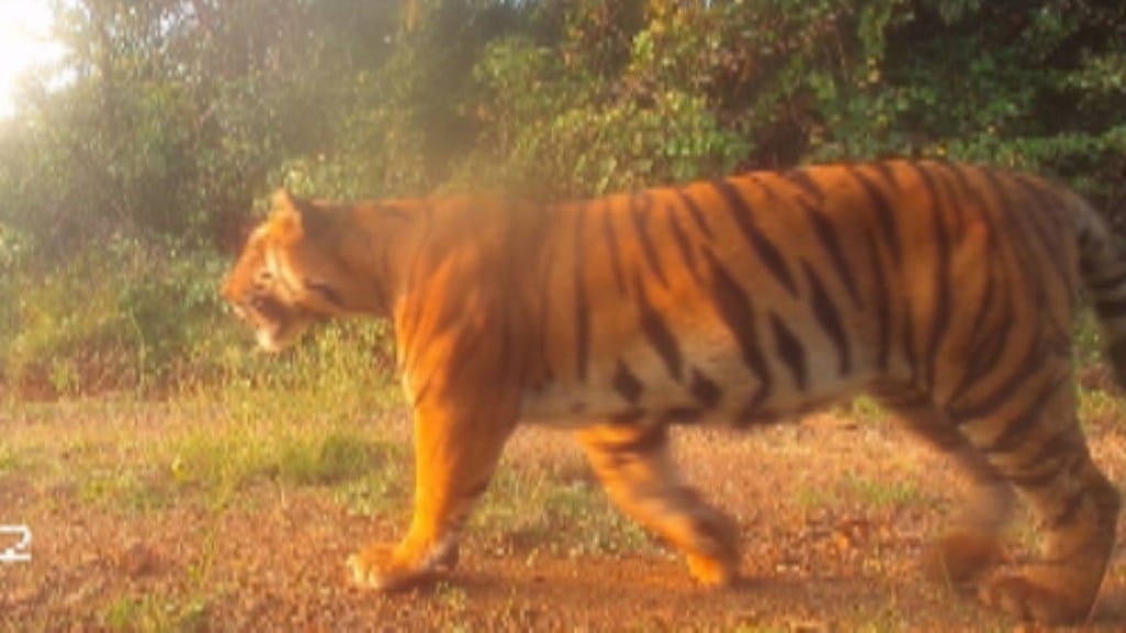 senapati subhedar baji sahyadri tigers names by locals conservation with community