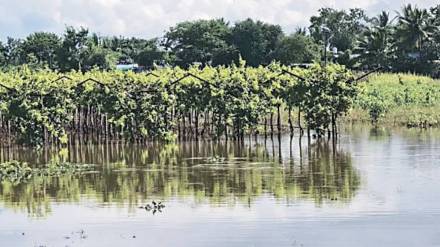 rainfall in Sangli