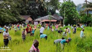 sindhudurg farmers celebrate unique tradition during ganeshotsav