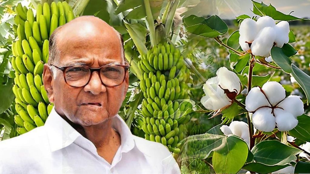 sharad pawar ncp rally nashik over onion banana cotton farmers issues Maharashtra