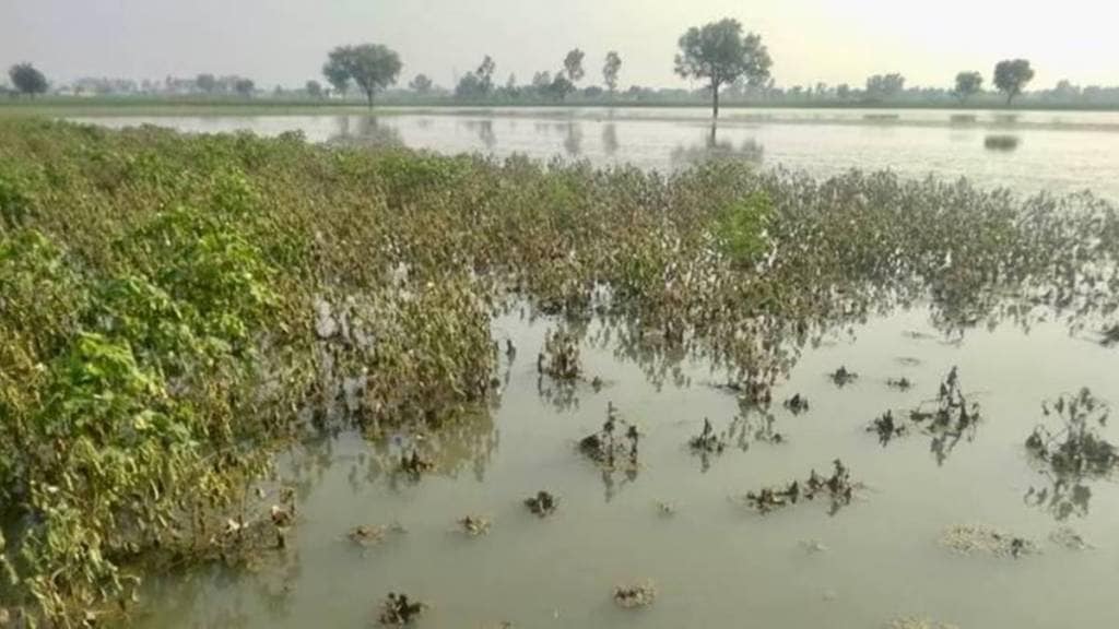 impact of rains on soybeans