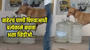 stray dog drinking water at petrol pump