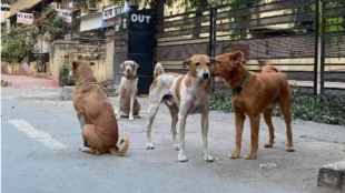 stray dogs rabies vaccination