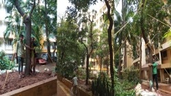 ४० वर्ष जुन्या आंब्याच्या झाडाला जीवदान…