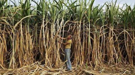 Sugarcane crop damaged due to heavy rain in Indapur Sugarcane crop damaged due to heavy rain in Indapur