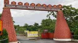 ताडोबातील सफारी शुल्क महागले; सर्वसामान्यांचे स्वप्न धूसर, श्रीमंतांचीच मक्तेदारी