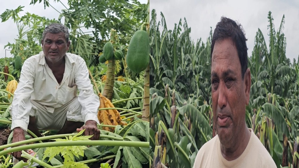 tearful farmers storm destroys banana papaya fields nandurbar