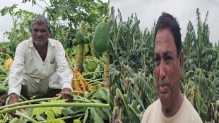 tearful farmers storm destroys banana papaya fields nandurbar