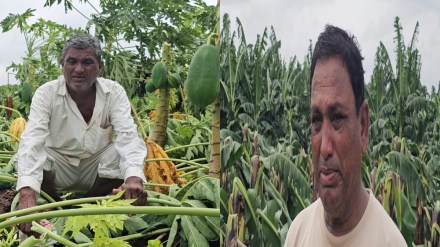 tearful farmers storm destroys banana papaya fields nandurbar