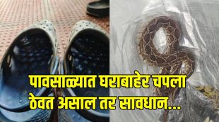 techie dies of snakebite