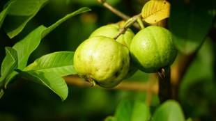 these five types of people should not eat guava know its side effects and risks