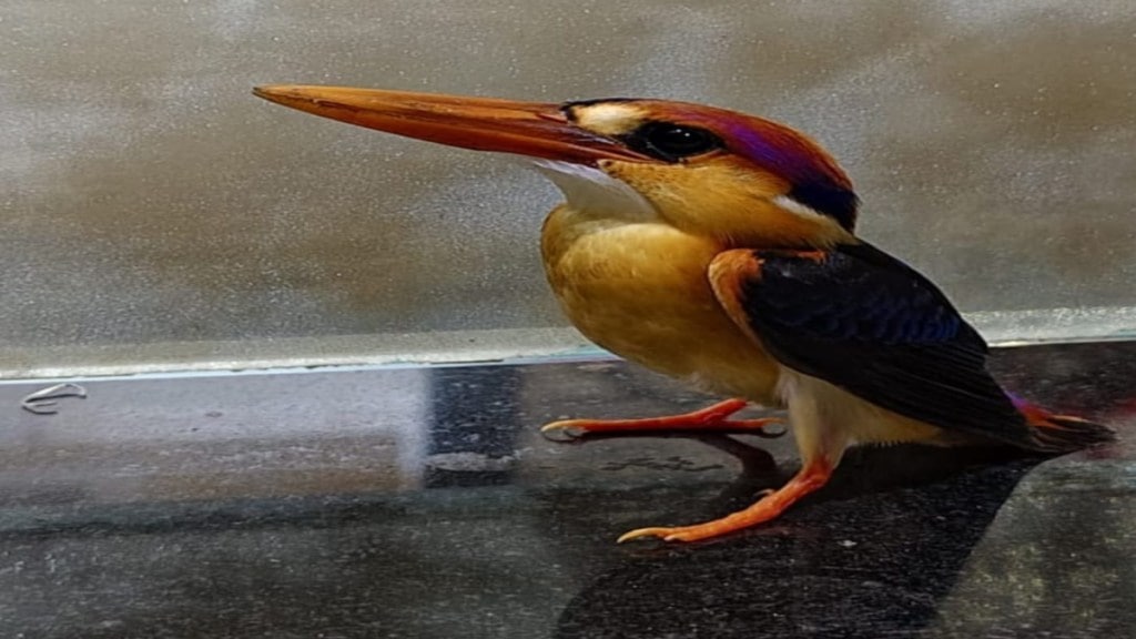 tiboti kingfisher trapped and saved by pause in dombivli