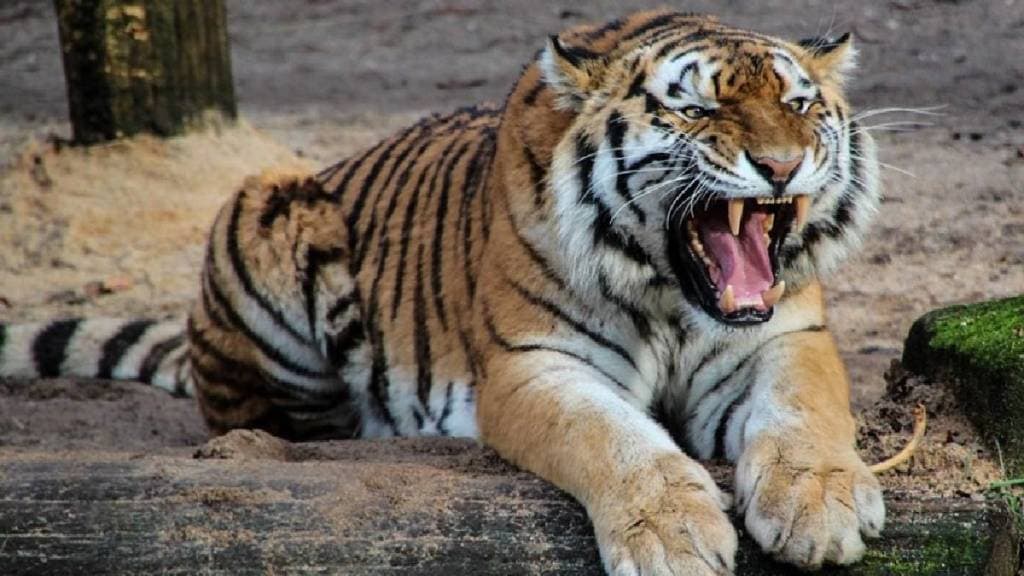 Forest worker dies in tiger attack in Melghat Amravati