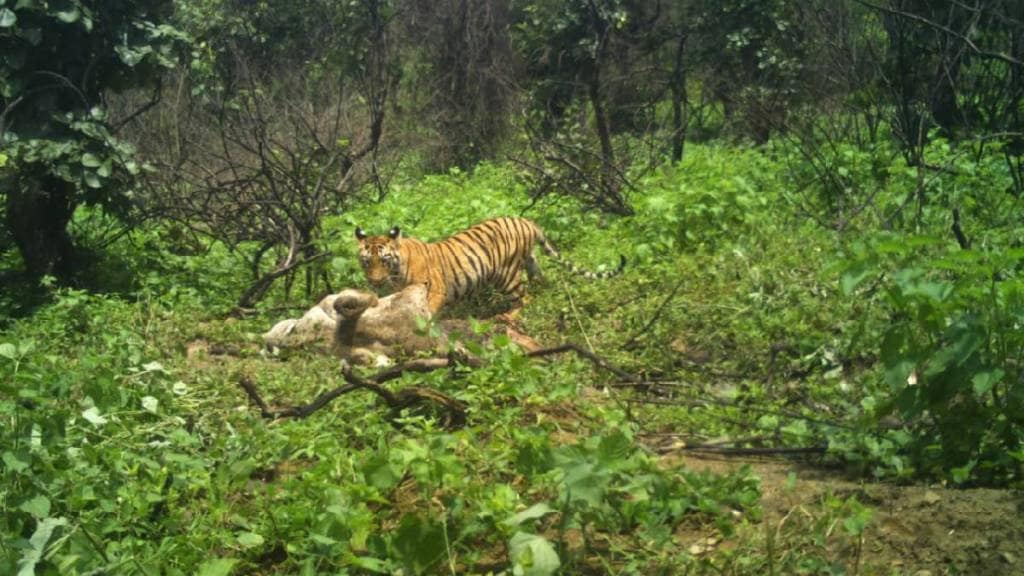 The terror of five tigers in Wardha