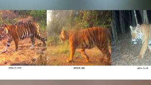 What are the historical names of the tigers in the Sahyadri Tiger Reserve Kolhapur news