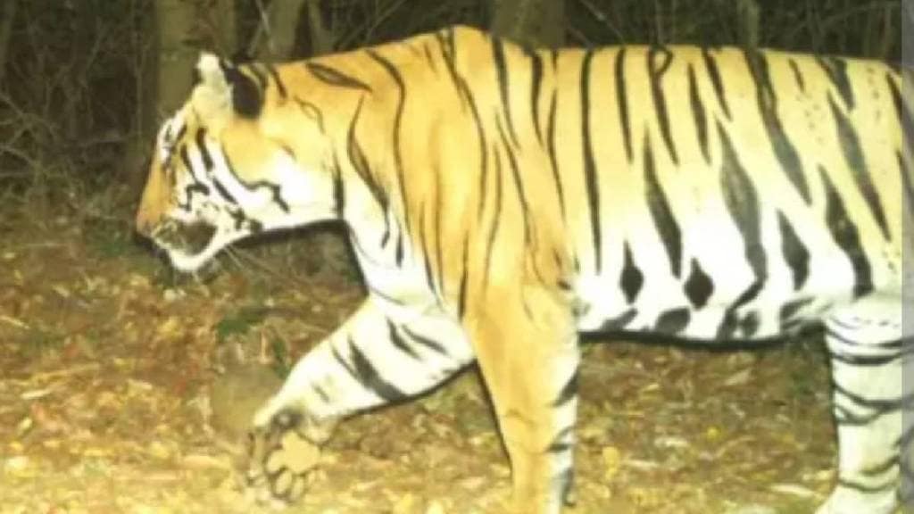Tigers from Tipeshwar Sanctuary in Yavatmal District migrated to Marathwada