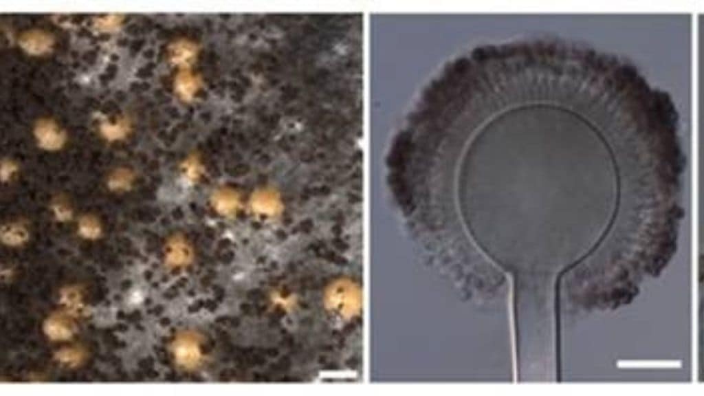 western ghats researchers discover two new aspergillus fungi species pune print news