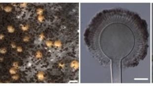 western ghats researchers discover two new aspergillus fungi species pune print news