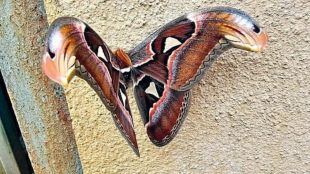 worlds largest rare atlas moth spotted on kaas plateau biodiversity environmental Studies