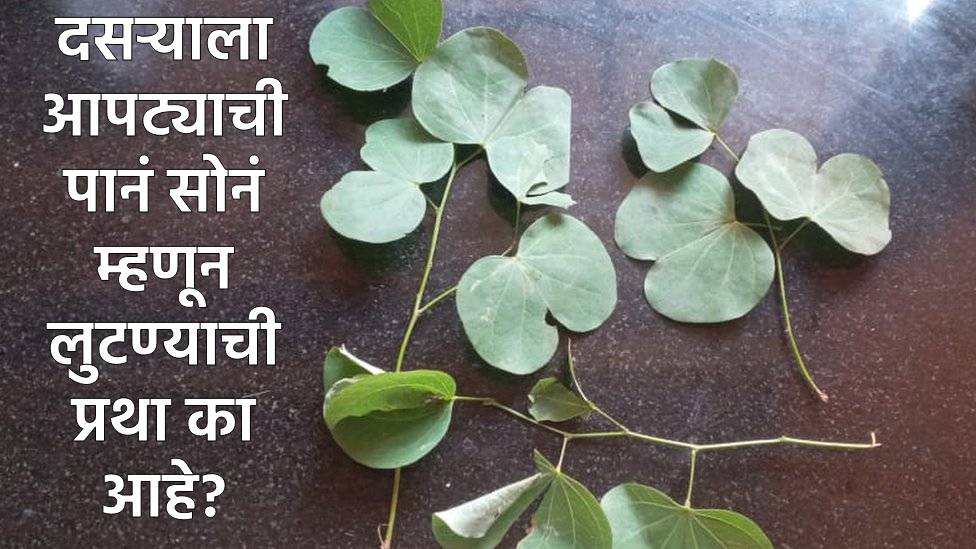 दसरा २०२५: दसऱ्याला आपट्याचीच पानं सोनं म्हणून का लुटतात? काय आहे त्यामागची खरी कथा?