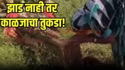 VIDEO: झाड नाही तर काळजाचा तुकडा! लेकराप्रमाणे वाढवलेल्या झाडाला तोडल्यानंतर त्या माऊलीची कशी अवस्था झाली बघाच