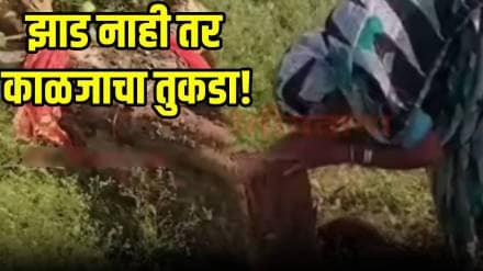 20 year old tree cut down after woman breaks down in tears 20 year old tree cut down after woman breaks down in tears