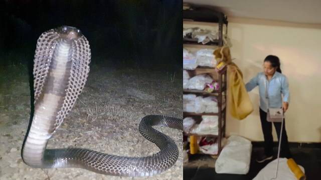 Snake Girlचा कोब्रा पकडतानाचा व्हायरल व्हिडीओ Snake Girlचा कोब्रा पकडतानाचा व्हायरल व्हिडीओ