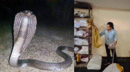 Snake Girlचा कोब्रा पकडतानाचा व्हायरल व्हिडीओ Snake Girlचा कोब्रा पकडतानाचा व्हायरल व्हिडीओ