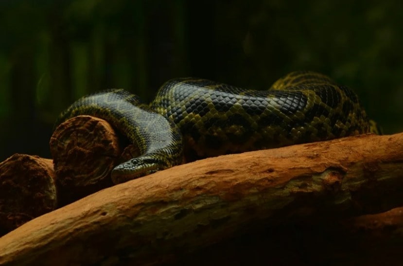 Laziest Yet Deadliest Snakes
