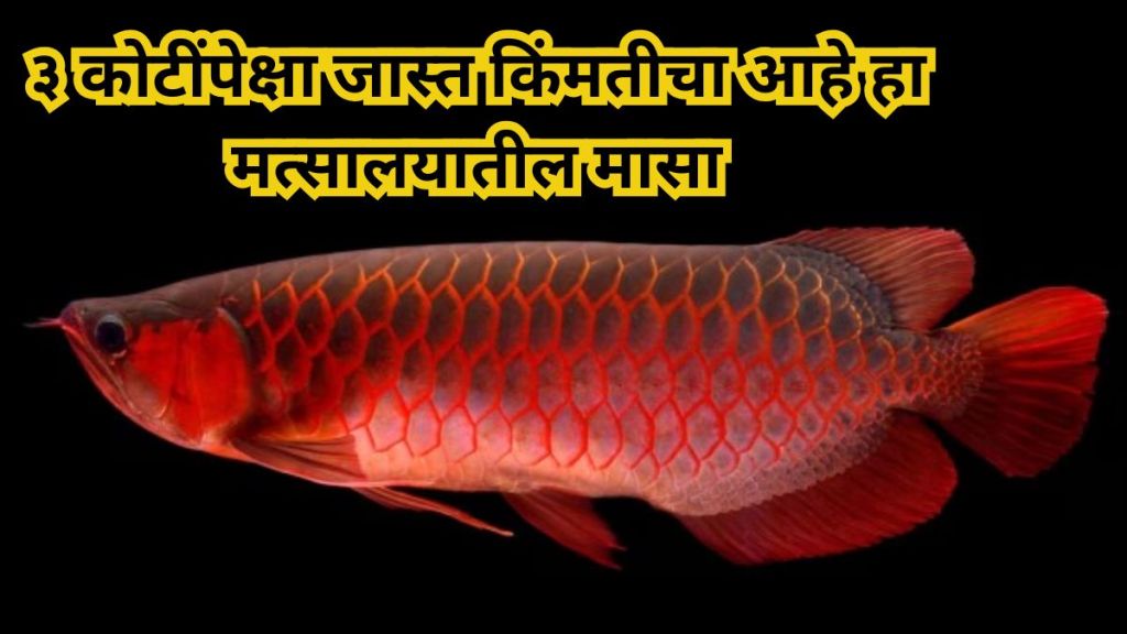 Aquarium Fish Costs Over ₹3 Crore One Aquarium Fish Costs Over ₹3 Crore One