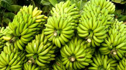 Banana prices improve in Burhanpur