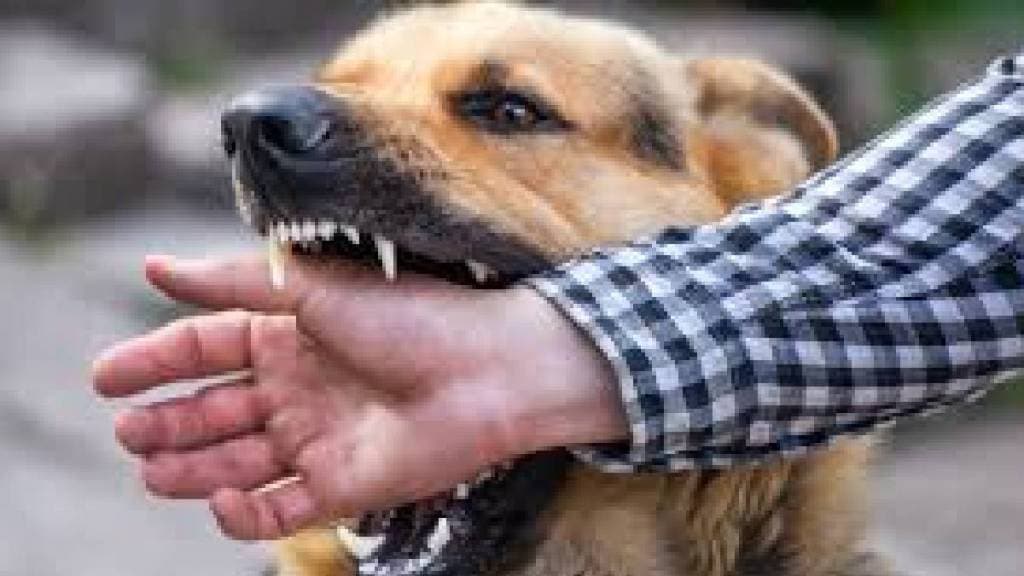 Bite from pet dog in Shivajinagar Khadki