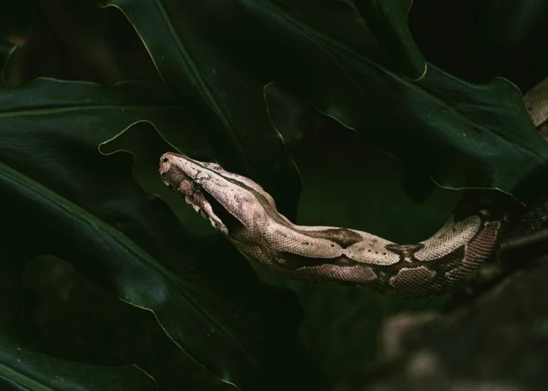 Laziest Yet Deadliest Snakes