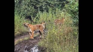 Katrina, the 'Queen' of the Bor Tiger Reserve; reappears with two cubs attracting tourists