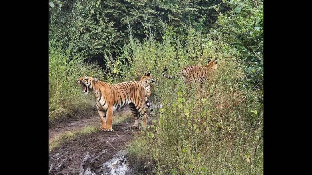 Katrina, the 'Queen' of the Bor Tiger Reserve; reappears with two cubs attracting tourists Katrina, the 'Queen' of the Bor Tiger Reserve; reappears with two cubs attracting tourists