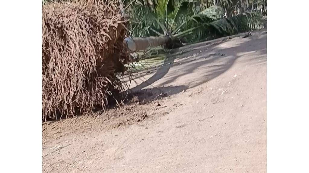 Nashik Yashwantrao Chavan Maharashtra Open University Coconut tree migration